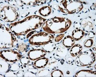 Immunohistochemistry-Paraffin: PTP epsilon Antibody (5F2) [NBP2-02374] - Staining of paraffin-embedded Kidney tissue using anti-PTP epsilon mouse monoclonal antibody.