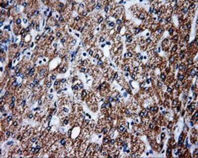 Immunohistochemistry-Paraffin: PTP epsilon Antibody (5F2) [NBP2-02374] - Staining of paraffin-embedded liver tissue using anti-PTP epsilon mouse monoclonal antibody.