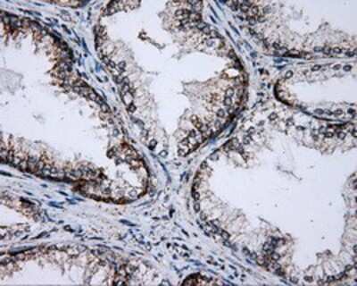 Immunohistochemistry-Paraffin: PTP epsilon Antibody (5F2) [NBP2-02374] - Staining of paraffin-embedded prostate tissue using anti-PTP epsilon mouse monoclonal antibody.