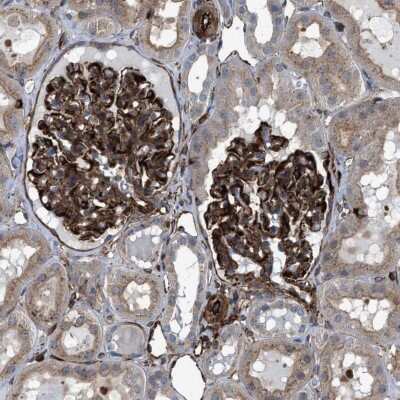 Immunohistochemistry-Paraffin: PTP epsilon Antibody [NBP1-87189] - Staining of human kidney shows strong cytoplasmic positivity in cells in glomeruli.