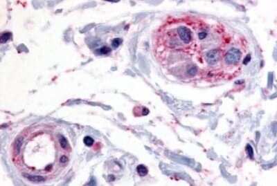 Immunohistochemistry-Paraffin: PTP epsilon Antibody [NLS6800] - Anti-PTPRE antibody IHC of human colon, submucosal vessel. Immunohistochemistry of formalin-fixed, paraffin-embedded tissue after heat-induced antigen retrieval.