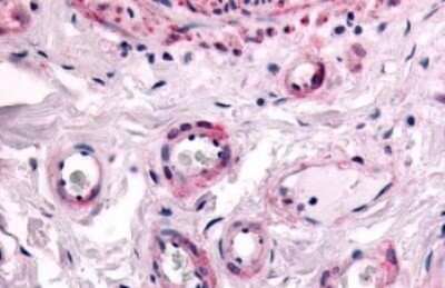 Immunohistochemistry-Paraffin: PTP epsilon Antibody [NLS6802] - Anti-PTPRE antibody IHC of human colon, submucosal vessels. Immunohistochemistry of formalin-fixed, paraffin-embedded tissue after heat-induced antigen retrieval.