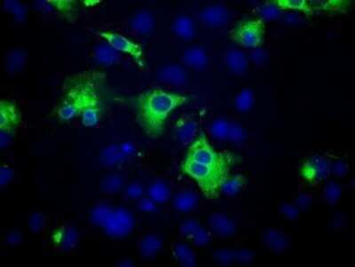 Immunocytochemistry/Immunofluorescence: PTP epsilon Antibody (OTI5F2) - Azide and BSA Free [NBP2-73713] - Staining of COS7 cells transiently transfected by pCMV6-ENTRY PTP epsilon.