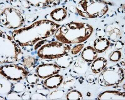 Immunohistochemistry: PTP epsilon Antibody (OTI5F2) - Azide and BSA Free [NBP2-73713] - Staining of paraffin-embedded Kidney tissue using anti-PTP epsilon mouse monoclonal antibody.