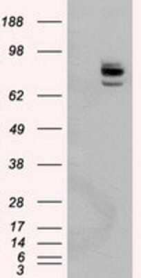 Western Blot: PTP epsilon Antibody (OTI5F2) - Azide and BSA Free [NBP2-73713] - HEK293T cells were transfected with the pCMV6-ENTRY control (Left lane) or pCMV6-ENTRY PTP epsilon (Right lane) cDNA for 48 hrs and lysed. Equivalent amounts of cell lysates (5 ug per lane) were separated by SDS-PAGE and immunoblotted with anti-PTP epsilo