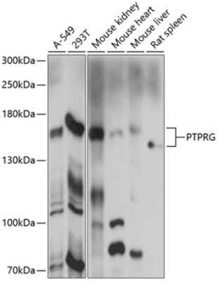 Western Blot PTP gamma/PTPRG Antibody - Azide and BSA Free