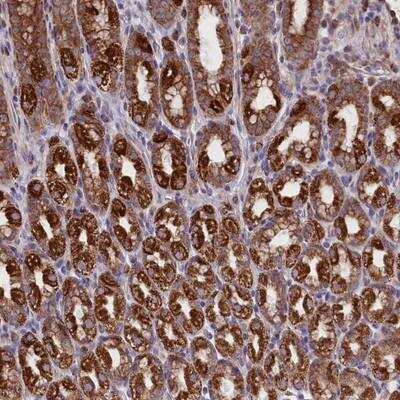 Immunohistochemistry-Paraffin: PTP pi/PTPRU Antibody [NBP1-81873] - Staining of human stomach, lower shows strong cytoplasmic positivity in glandular cells.