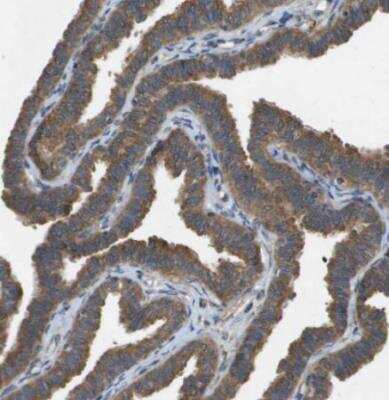 Immunohistochemistry-Paraffin: PTP rho/PTPRT Antibody [NBP1-81524] - Staining of human fallopian tube shows strong ctyoplasmic positivity in glandular cells.