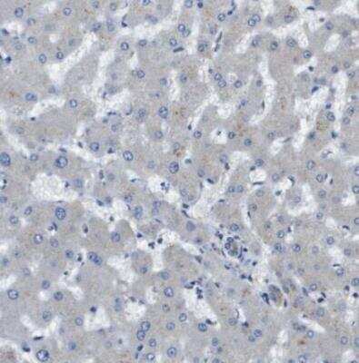 Immunohistochemistry-Paraffin: PTP rho/PTPRT Antibody [NBP1-81524] - Staining of human liver shows no positivity in hepatocytes as expected.