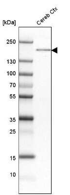 Western Blot: PTP rho/PTPRT Antibody [NBP1-81524] - Analysis in human cerebral cortex tissue.