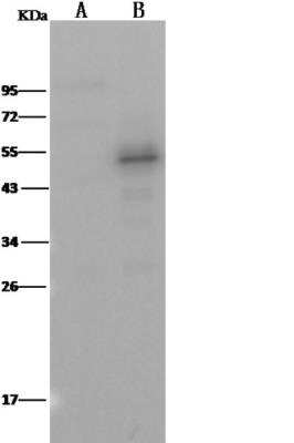 Western Blot: PTP1B/PTPN1 Antibody (226) [NBP2-89400] - Lane A: PTPN1 konckout Hela Cell Lysate Lane B: Hela Whole Cell LysateLysates/proteins at 30 ug per lane. Secondary Goat Anti-Rabbit IgG H&L /HRP at 1/10000 dilution. Developed using the ECL technique. Performed under reducing conditions. Predicted band size:50 kDa Observed band size:53 kDa