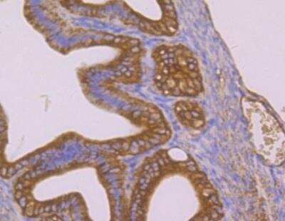 Immunohistochemistry-Paraffin: PTP1B/PTPN1 Antibody [NBP2-89139] - Analysis of mouse fallopian tubes tissue using anti-PTP1B antibody. Counter stained with hematoxylin.