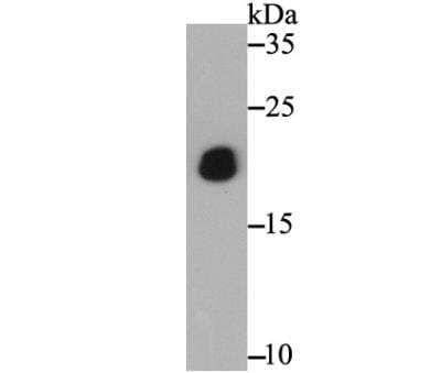 Western Blot: PTP1B/PTPN1 Antibody [NBP2-89139] - Analysis of PTP1B on recombinant protein lysate using anti-PTP1B antibody at 1/5,000 dilution.