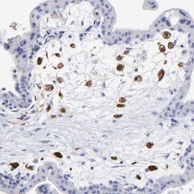 Immunohistochemistry-Paraffin: PTP4A1 Antibody [NBP1-87224] - Staining of human placenta shows distinct positivity in Hofbauer cells.