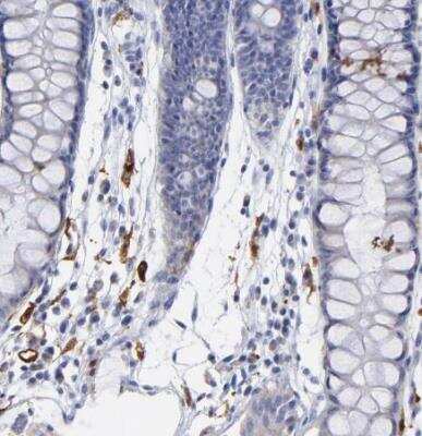 Immunohistochemistry-Paraffin: PTP4A1 Antibody [NBP1-87224] - Staining of human rectum shows strong cytoplasmic positivity in endothelial cells.