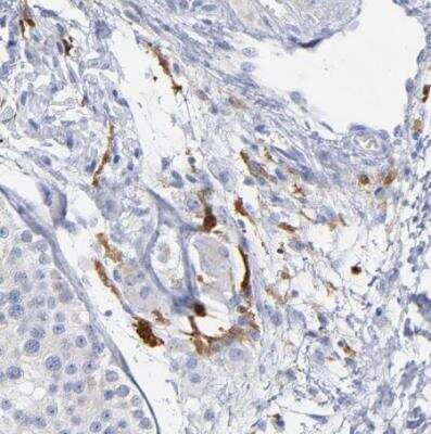 Immunohistochemistry-Paraffin: PTP4A1 Antibody [NBP1-87224] - Staining of human testis shows moderate cytoplasmic positivity in endothelail cells. 
