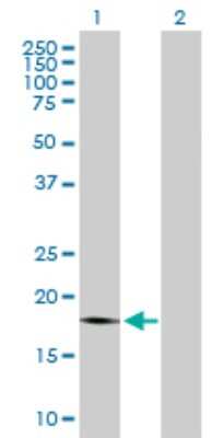 Western Blot: PTP4A1 Antibody [H00007803-B01P] - Analysis of PTP4A1 expression in transfected 293T cell line by PTP4A1 polyclonal antibody.  Lane 1: PTP4A1 transfected lysate(19.03 KDa). Lane 2: Non-transfected lysate.