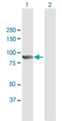 Western Blot PTPDC1 Antibody - Azide and BSA Free