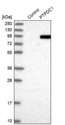 Western Blot: PTPDC1 Antibody [NBP1-81950] - Analysis in control (vector only transfected HEK293T lysate) and PTPDC1 over-expression lysate (Co-expressed with a C-terminal myc-DDK tag (3.1 kDa) in mammalian HEK293T cells).