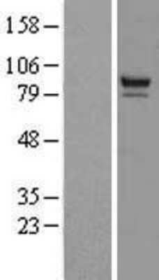 Western Blot: PTPDC1 Overexpression Lysate (Adult Normal) [NBL1-14962] Left-Empty vector transfected control cell lysate (HEK293 cell lysate); Right -Over-expression Lysate for PTPDC1.