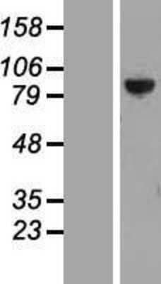 Western Blot PTPDC1 Overexpression Lysate