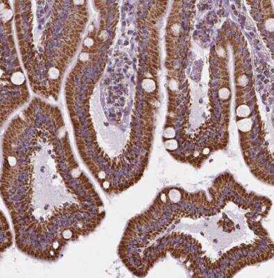 Immunohistochemistry-Paraffin: PTPIP51 Antibody [NBP1-84738] - Staining of human small intestine shows strong cytoplasmic granular positivity in glandular cells.