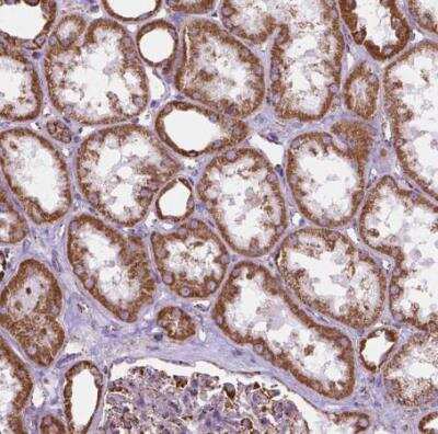 Immunohistochemistry-Paraffin: PTPIP51 Antibody [NBP1-84738] - Staining of human kidney shows strong cytoplasmic granular positivity in cells in tubules.