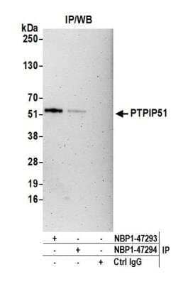 <b>Independent Antibodies Validation. </b>Immunoprecipitation: PTPIP51 Antibody [NBP1-47293] - Detection of human PTPIP51 by western blot of immunoprecipitates. Samples:Whole cell lysate (1.0 mg per IP reaction; 20% of IP loaded) from HeLa, cells prepared using NETN lysis buffer. Antibodies: Affinity purified rabbit anti-PTPIP51 antibody NBP1-47293 used for IP at 3 ug per reaction. PTPIP51 was also immunoprecipitated by rabbit anti-PTPIP51 antibody NBP1-47294. For blotting immunoprecipitated PTPIP51, NBP1-47293 was used at 1 ug/ml. Detection:Chemiluminescence with an exposure time of 3 minutes.