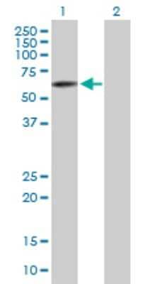 Western Blot: PTPIP51 Antibody [H00055177-B01P] - Analysis of FAM82C expression in transfected 293T cell line by FAM82C polyclonal antibody.  Lane 1: FAM82C transfected lysate(51.7 KDa). Lane 2: Non-transfected lysate.