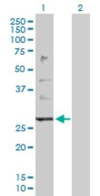 Western Blot PTPLB Antibody