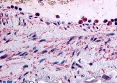 Immunohistochemistry-Paraffin PTPMT1 Antibody - BSA Free