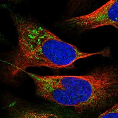 Immunocytochemistry/Immunofluorescence: PTPMT1 Antibody [NBP2-55675] - Staining of human cell line U-2 OS shows localization to cytosol & mitochondria.