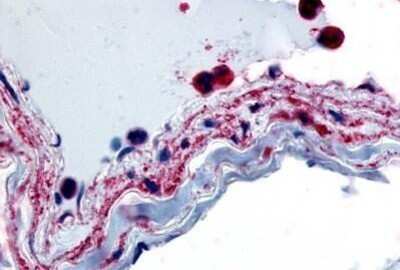 Immunohistochemistry-Paraffin: PTPMT1 Antibody [NB110-39022] - Analysis of anti-PTPMT1 antibody with human vascular smooth muscle at concentration 15 ug/ml.