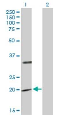 Western Blot: PTPMT1 Antibody [H00114971-B01P] - Analysis of PTPMT1 expression in transfected 293T cell line by PTPMT1 polyclonal antibody.  Lane 1: PTPMT1 transfected lysate(22.11 KDa). Lane 2: Non-transfected lysate.