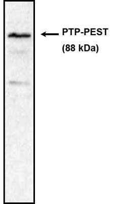 Western Blot: PTPN12 Antibody (AG25) [NBP2-66639] - Western blot using PTP-PEST antibody on rat brain lysate.