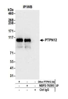 <b>Independent Antibodies Validation. </b>Immunoprecipitation: PTPN12 Antibody (BL-5-2F8) [NBP2-76395] - Detection of human PTPN12 by WB of immunoprecipitates from HeLa lysate. Antibodies: Rabbit anti-PTPN12 recombinant monoclonal [BL-5-2F8] (NBP2-76395) and another rabbit anti-PTPN12 antibody.