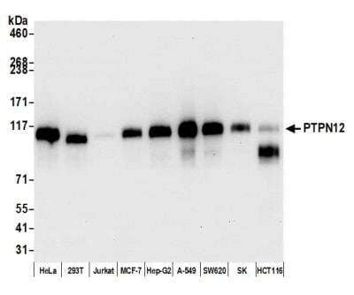 Western Blot: PTPN12 Antibody (BL-5-2F8) [NBP2-76395] - Detection of human PTPN12 by WB of HeLa, HEK293T, Jurkat, MCF-7, Hep-G2, A-549, SW620, SK-MEL-28 [SK], and HCT 116 lysate. Antibody: Rabbit anti-PTPN12 recombinant monoclonal [BL-5-2F8] (NBP2-76395). Secondary: HRP-conjugated goat anti-rabbit IgG.