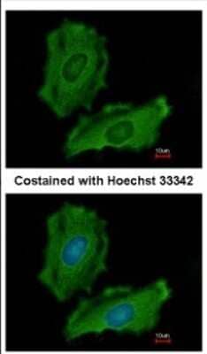 Immunocytochemistry/Immunofluorescence: PTPN12 Antibody [NBP2-20004] - Immunofluorescence analysis of methanol-fixed HeLa, using antibody at 1:200 dilution.