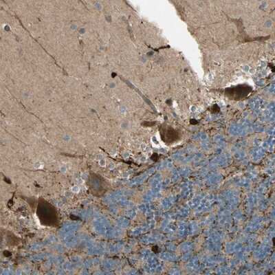 Immunohistochemistry-Paraffin: PTPN12 Antibody [NBP1-87188] - Staining of human cerebellum shows strong cytoplasmic positivity in Purkinje cells.