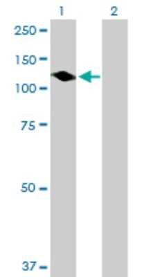 Western Blot: PTPN12 Antibody [H00005782-B01P] - Analysis of PTPN12 expression in transfected 293T cell line by PTPN12 polyclonal antibody.  Lane 1: PTPN12 transfected lysate(85.8 KDa). Lane 2: Non-transfected lysate.