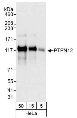 Western Blot: PTPN12 Antibody [NB100-60664] - Detection of Human PTPN12 by Western Blot. Samples: Whole cell lysate (5, 15, and 50 ug) from HeLa cells. Antibody: Affinity purified rabbit anti-PTPN12 antibody NB100-60664 used at 0.04 ug/ml. Detection: Chemiluminescence with an exposure time of 10 seconds.