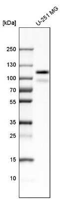 Western Blot: PTPN12 Antibody [NBP1-87188] - Analysis in human cell line U-251 MG.