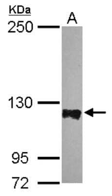 Western Blot: PTPN12 Antibody [NBP2-20004] - Sample (30 ug of whole cell lysate) A: HeLa 5% SDS PAGE gel, diluted at 1:5000.