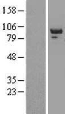 Western Blot: PTPN12 Overexpression Lysate (Adult Normal) [NBL1-14969] Left-Empty vector transfected control cell lysate (HEK293 cell lysate); Right -Over-expression Lysate for PTPN12.