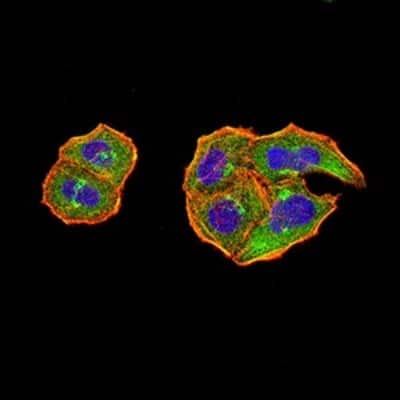 Immunocytochemistry/Immunofluorescence: PTPN14/PTPD2 Antibody (2B3H7) [NBP2-61809] - Analysis of Hela cells using PTPN14 mouse mAb (green). Blue: DRAQ5 fluorescent DNA dye. Red: Actin filaments have been labeled with Alexa Fluor- 555 phalloidin. Goat anti-Mouse IgG (H+L) DyLight 488 secondary antibody was used. 