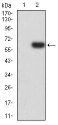 Western Blot PTPN14/PTPD2 Antibody (2B3H7) - BSA Free