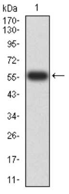 Western Blot: PTPN14/PTPD2 Antibody (2B3H7) [NBP2-61809] - Analysis using PTPN14 mAb against human PTPN14 (AA: 896-1169) recombinant protein. (Expected MW is 57.5 kDa)