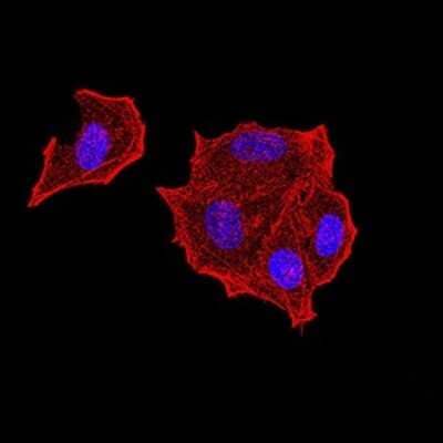 Immunocytochemistry/Immunofluorescence: PTPN14/PTPD2 Antibody (2C12E3) [NBP2-61810] - Analysis of Hela cells using PTPN14 mouse mAb. Blue: DRAQ5 fluorescent DNA dye. Red: Actin filaments have been labeled with Alexa Fluor- 555 phalloidin.