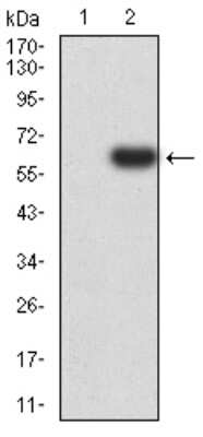 Western Blot: PTPN14/PTPD2 Antibody (2C12E3) [NBP2-61810] - Analysis using PTPN14 mAb against HEK293 (1) and PTPN14 (AA: 896-1169)-hIgGFc transfected HEK293 (2) cell lysate.