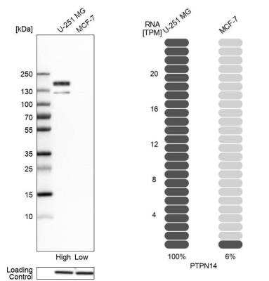 Western Blot: PTPN14/PTPD2 Antibody [NBP2-38712] - Analysis in human cell lines U-251MG and MCF-7 using anti-PTPN14 antibody. Corresponding PTPN14 RNA-seq data are presented for the same cell lines. Loading control: anti-GAPDH.